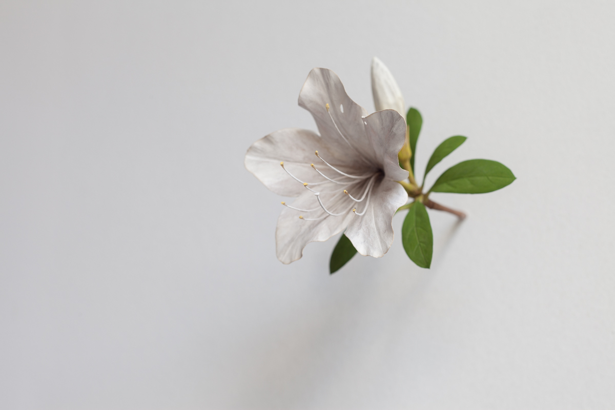 Трещин цветок. Цветок из трещины. Delicate Flower. Lucy Foster delicate Flower. Цветы растут из трещин фото мокап.